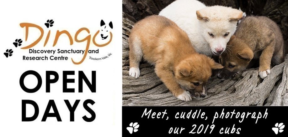 Sat 6 July Open Day | Dingo Puppy Encounters