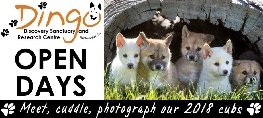 Sat 15 Sept Open Day | Dingo Puppy Encounters