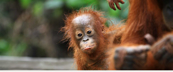 Rimba Raya - the world's largest privately-funded orangutan sanctuary