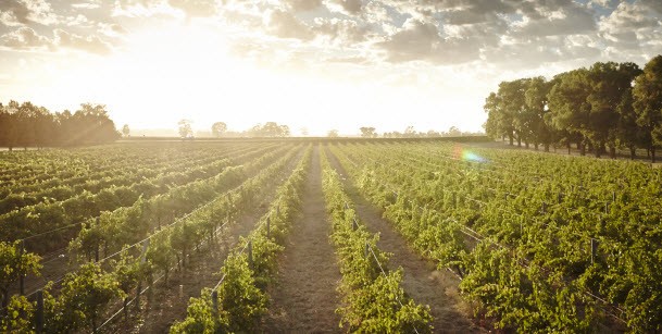 Event Director Interview Series: Australia's oldest wine festival & the lady responsible for making it happen